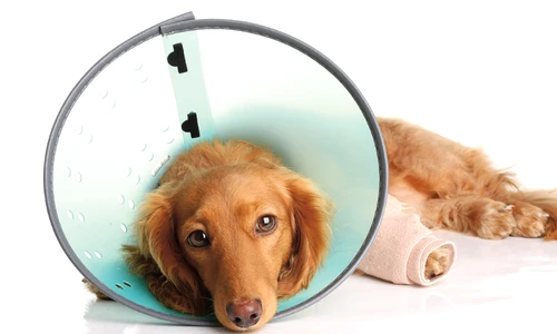 1 51738 original jpg jpeg