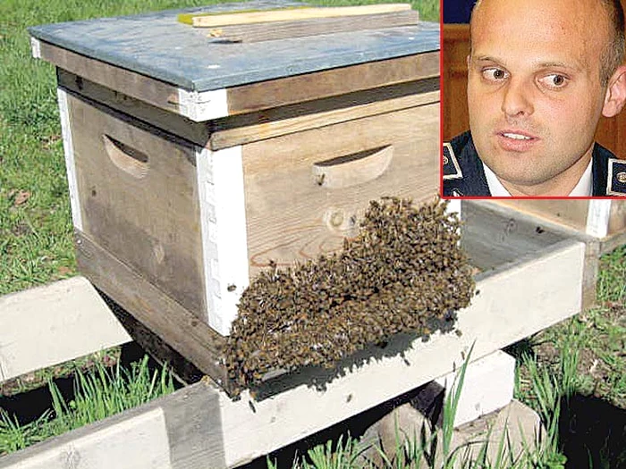 
    George Daniel  Cocioabă  