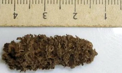 Descoperire în Peru: popcorn vechi de 6 700 de ani jpeg