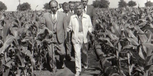 Vizita de lucru a lui Nicolae Ceauşescu la Întreprinderea agricolă de stat Amzacea - Constanţa (20.VI.1979) Cota 88/1979 Fototeca online a comunismului românesc