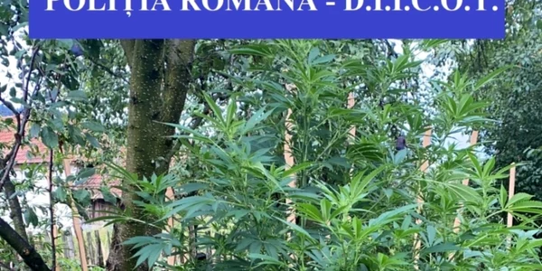 Cannabis in Arges