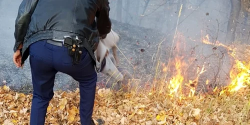 politie flacari