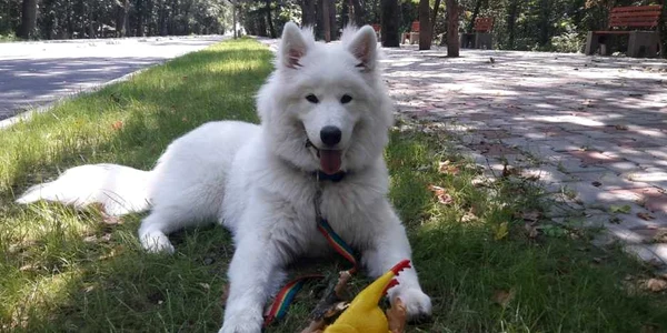 caine 