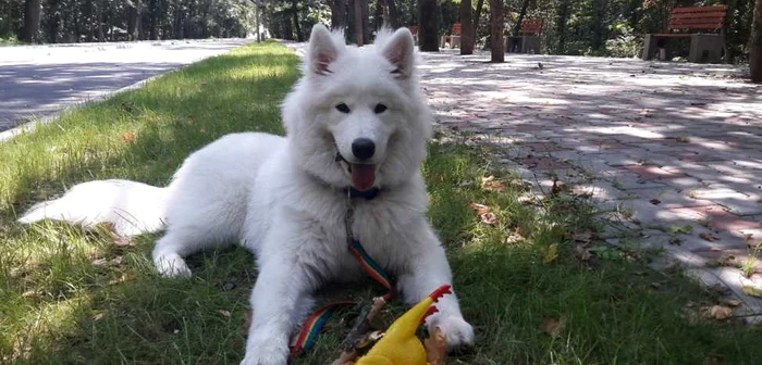 Nuur, Samoyedul interzis fără botniţă