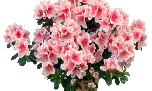 boli ale plantelor de ghiveci jpeg