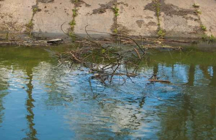 Râul Bîc, în atenţia ecologiştilor FOTO Alexandru Tarlev