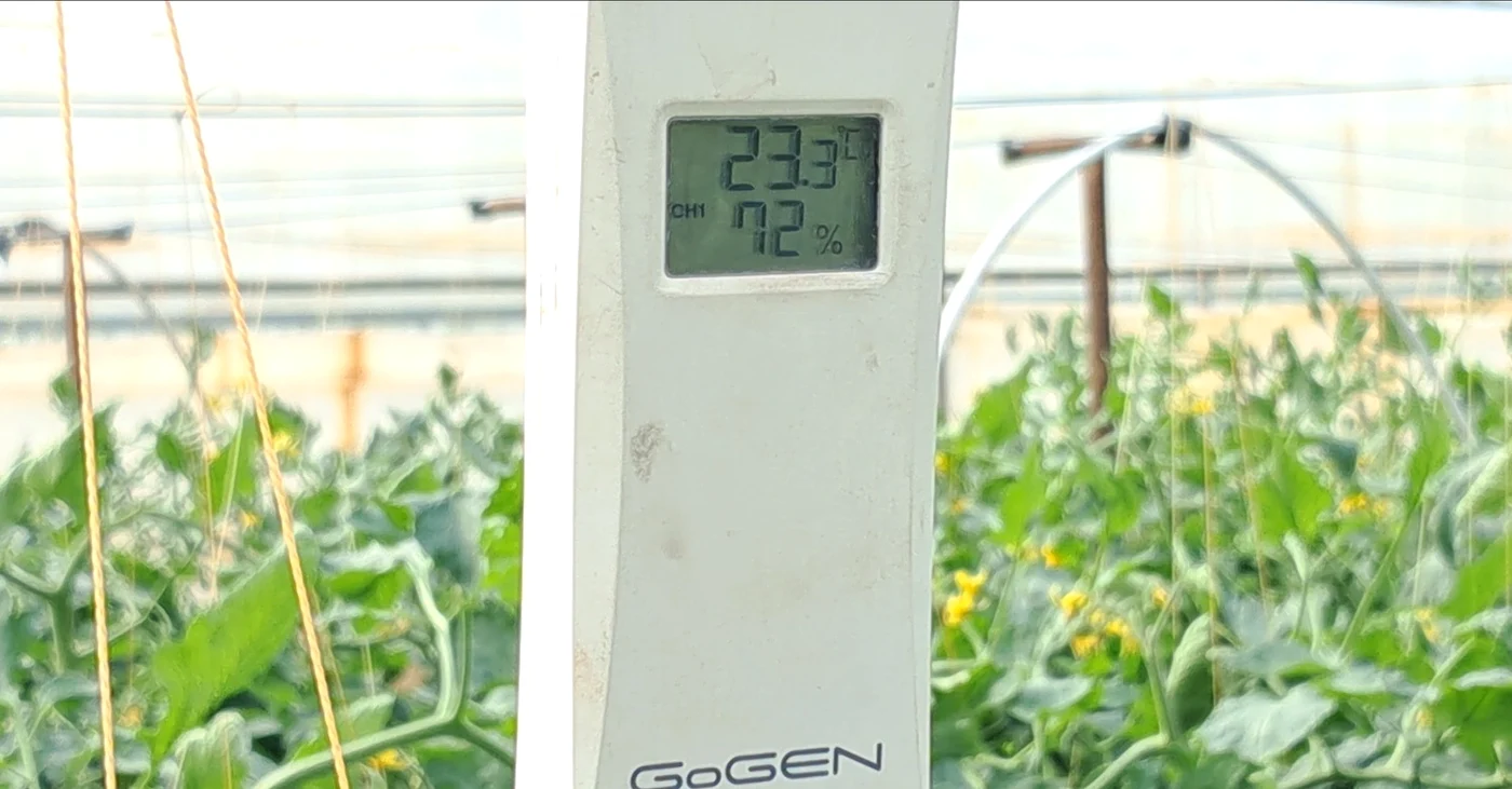 Menținerea temperaturii optime i-a costat enorm pe legumicultori FOTO: Ionelia Nucă