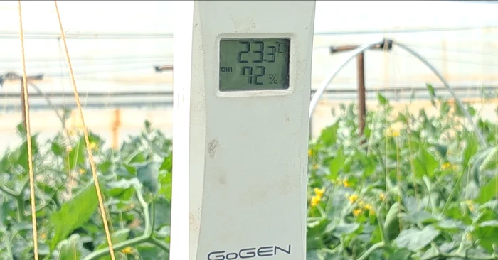 Menținerea temperaturii optime i-a costat enorm pe legumicultori FOTO: Ionelia Nucă