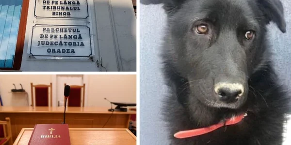 ucigasul catelusei negruta a fost condamnat la amenda penala06012024 jpg