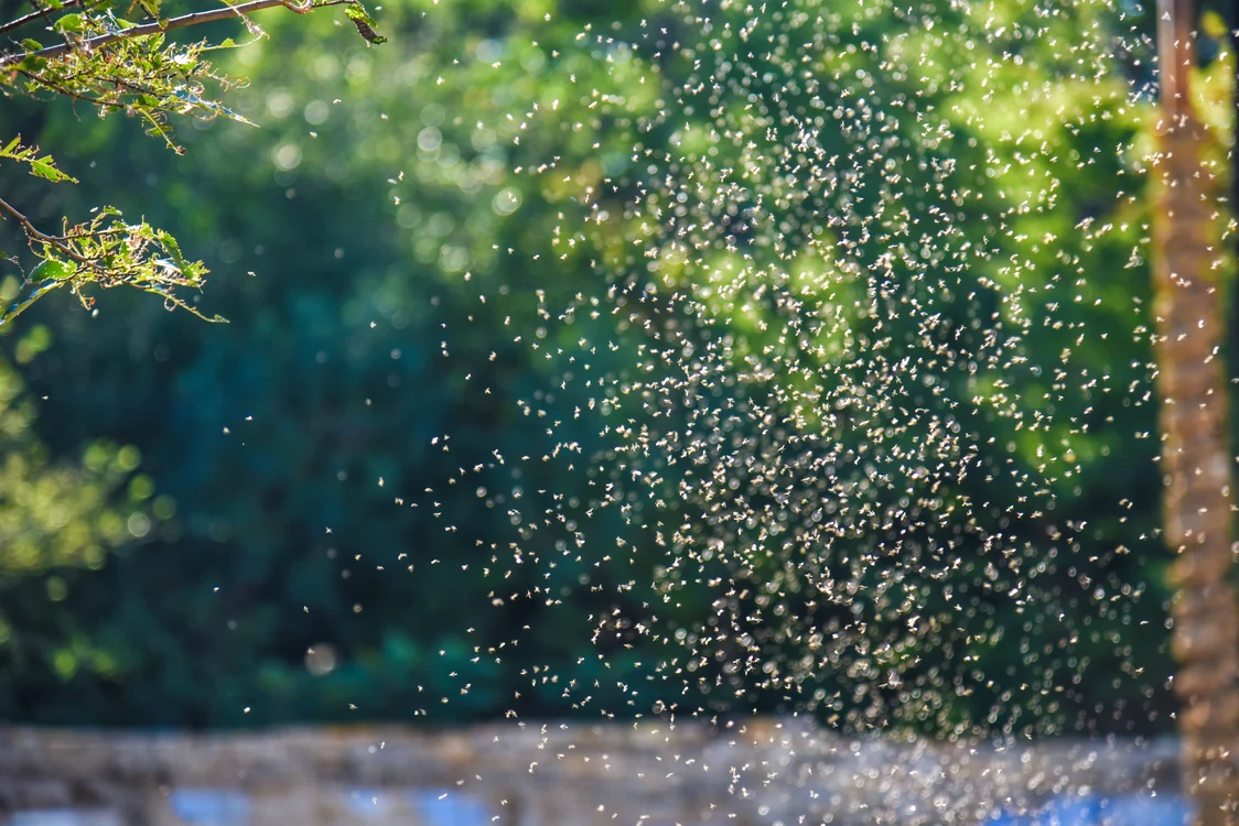 Invaziile de insecte apar cel mai adesea din cauza temperaturilor ridicate. FOTO: Shutterstock