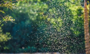 Invazie insecte FOTO Shutterstock 