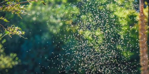 Invazie insecte FOTO Shutterstock 