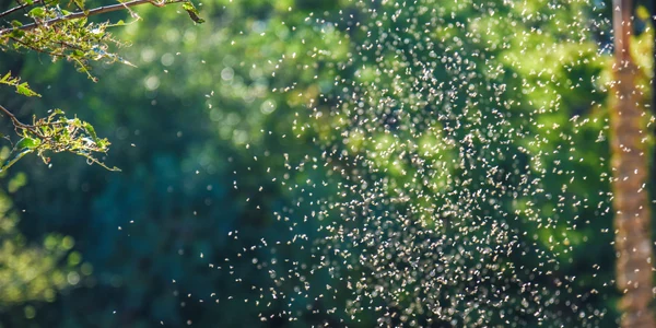 Invazie insecte FOTO Shutterstock 