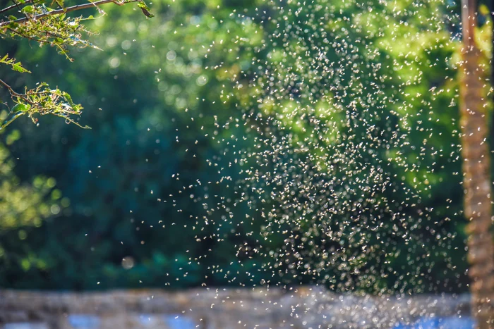 Dincolo de disconfort, aceste insecte sunt purtătoare de boli FOTO Shutterstock