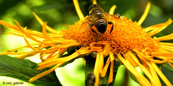 albine foto hiveminer