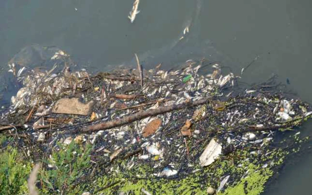 Dezastru ecologic pe râul Lăpus