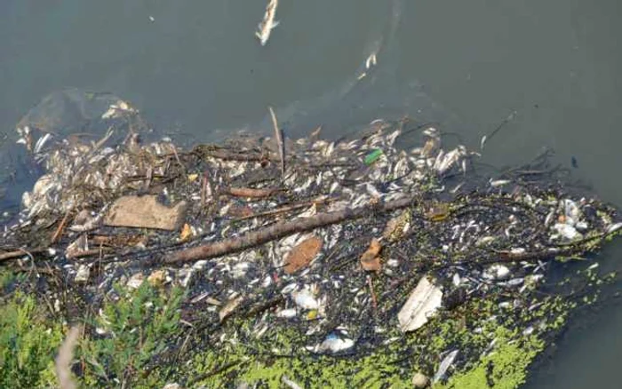 Dezastru ecologic pe râul Lăpus