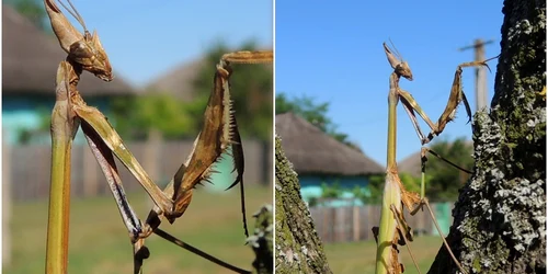 Empusa fasciata jpeg