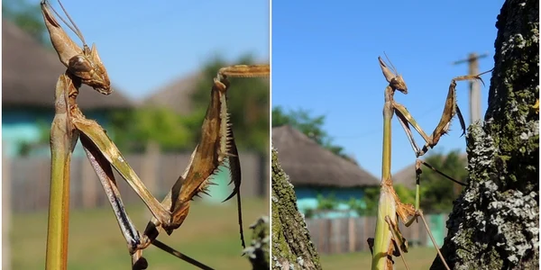 Empusa fasciata jpeg