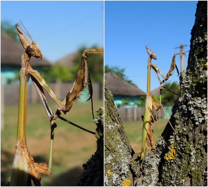 Empusa fasciata, specie de călugăriță     Sursa foto: Dunele Marine de la Agigea