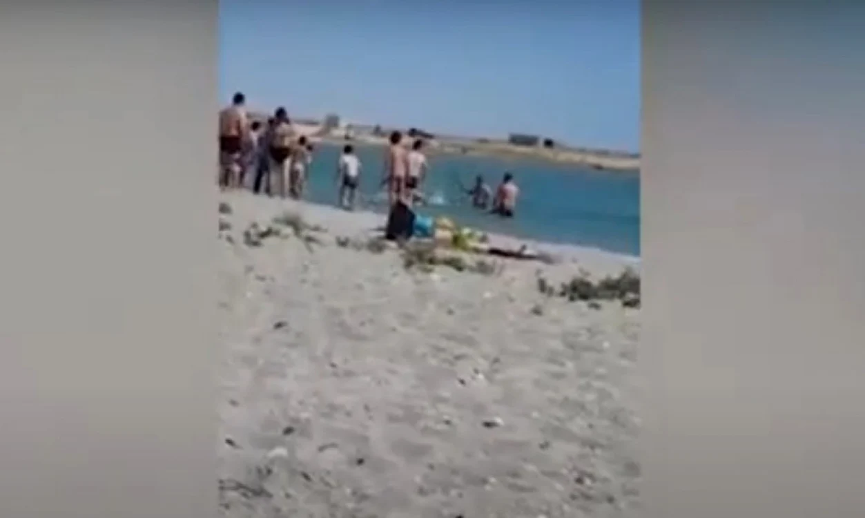 Atacul a continuat până când foca nu a mai mişcat