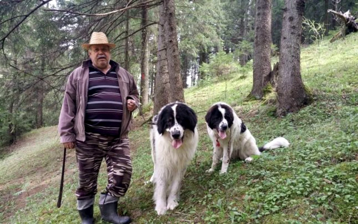 Florentin Petruşcă, crescător de Ciobănesc românesc de Bucovina FOTO: Oana Şlemco