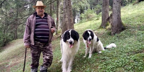 ciobănescul românesc de bucovina 