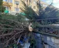 Arbori tăiați peste noapte în Deva Foto Primăria Deva (5) jpg