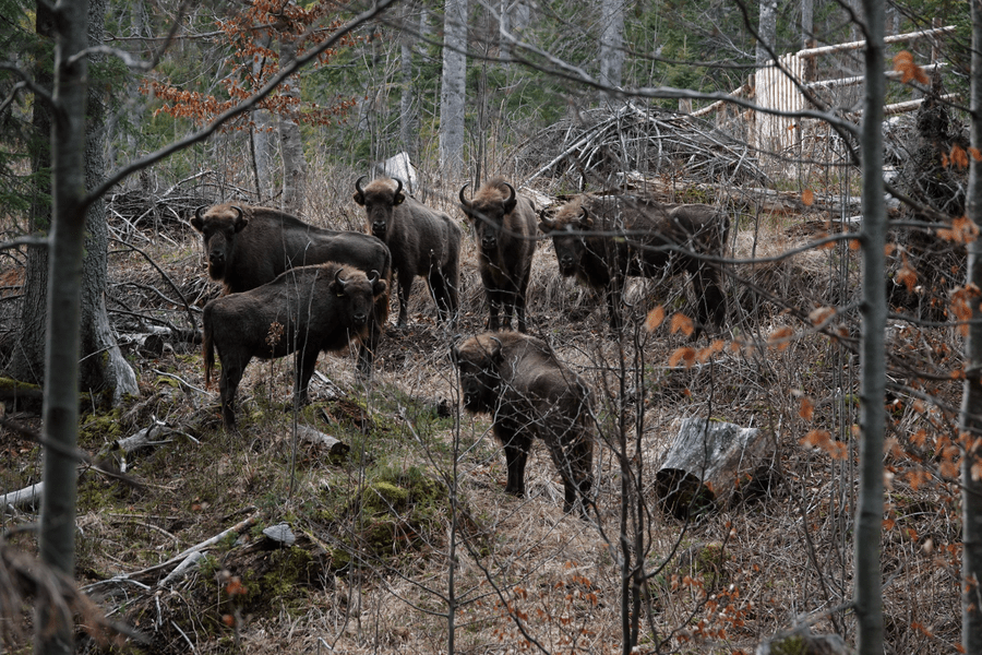 Munții Făgăraș devin un paradis al zimbrilor. Conservation Carpathia eliberează zeci de animale aici
