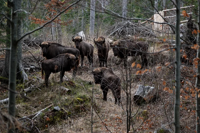 Zimbri trimiși în libertate de la Nucșoara FOTO Fundația Conservation Carpathia