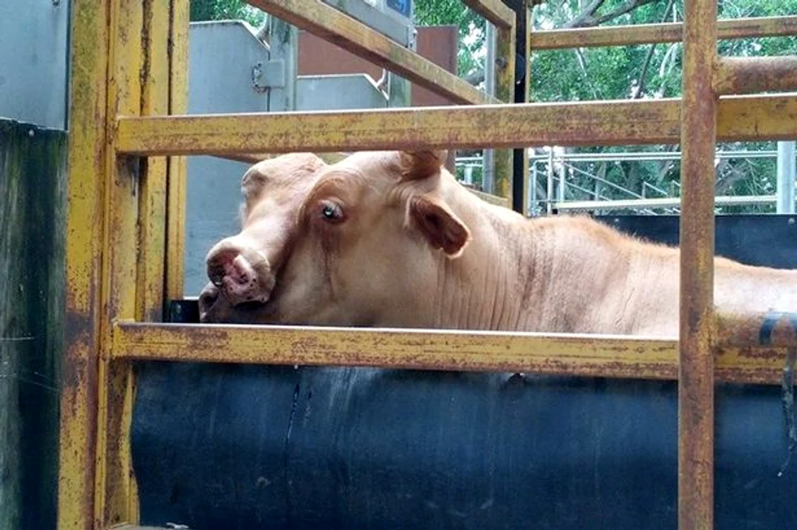 
    Mutația genetică nu afectează calitatea cărnii, cred proprietarii abatorului care l-a cumpăratfoto: Facebook/ MareebaSaleyards  