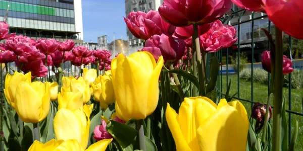 Lalelele vor înflori la primăvară în toate parcurile din Piteşti