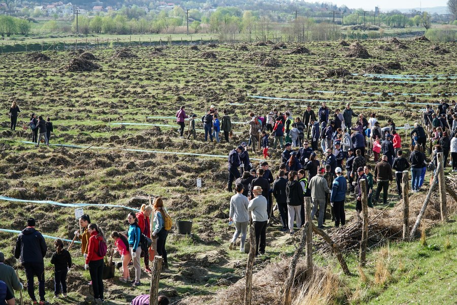 Pădure plantată de la zero, în orașul domnesc. Sute de voluntari, mii de puieți, câteva ore 
