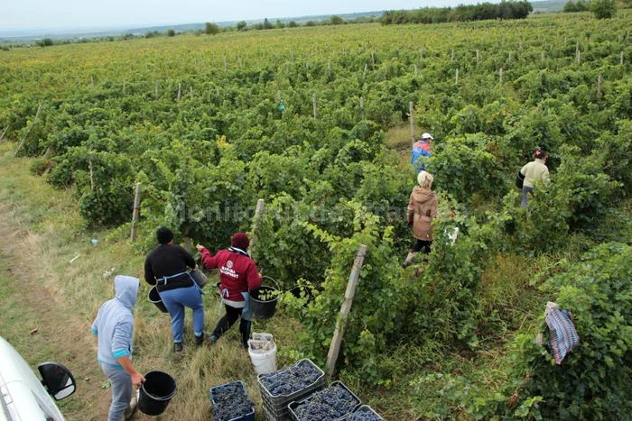 
    O culegătoare de struguri din România a murit și alta se află în stare gravă după ce pandemia a lovit în plin muncitorii sezonieri români din ItaliaFoto: monitoruldevrancea.ro  