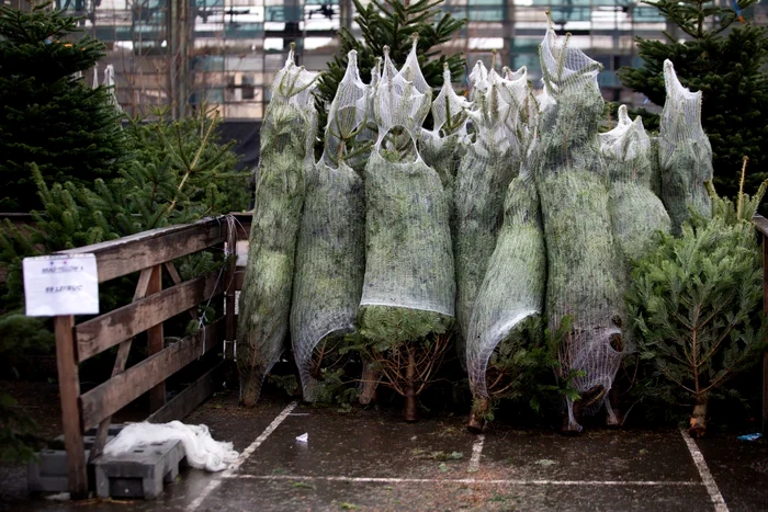 Brazii au apărut în magazine