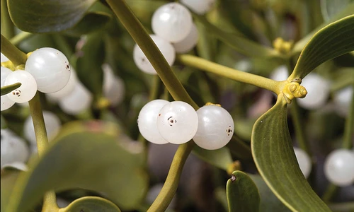 1 72648 original jpg jpeg