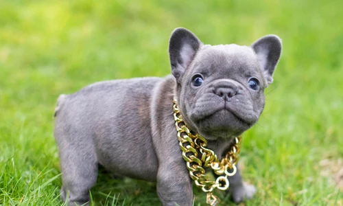 p 11 French Bulldog jpg