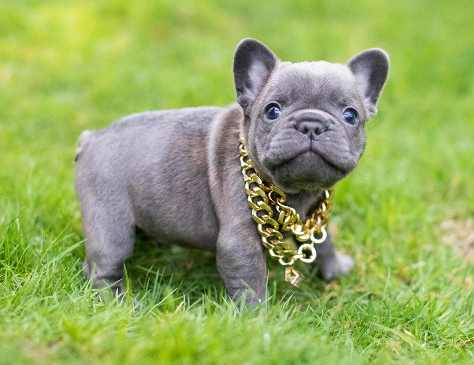 French Bulldog