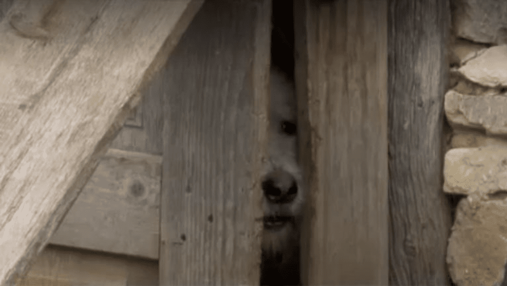 Caz șocant. Un câine și-a ucis propriul stăpân într-un sat din Bistrița-Năsăud