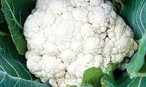 gradina acasa ro jpg 0 jpeg