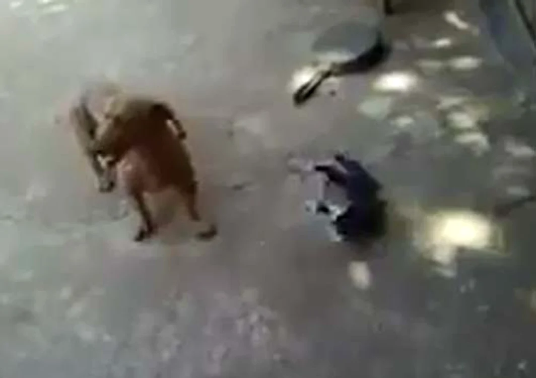 
    Câinele se joacă cu puiul de pisică  