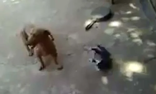 pisica jpeg