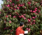 Festivalul Rododendronului de la Sheytemi, Bhutan. FOTO: Casa Regală bhutaneză