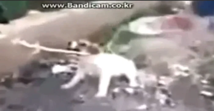 Căţel incendiat de viu