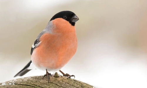 Nu i aşa că sunt şi eu frumuşică? jpeg