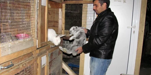 Întreţinerea iepurilor costă în jur de 300 de lei lunar