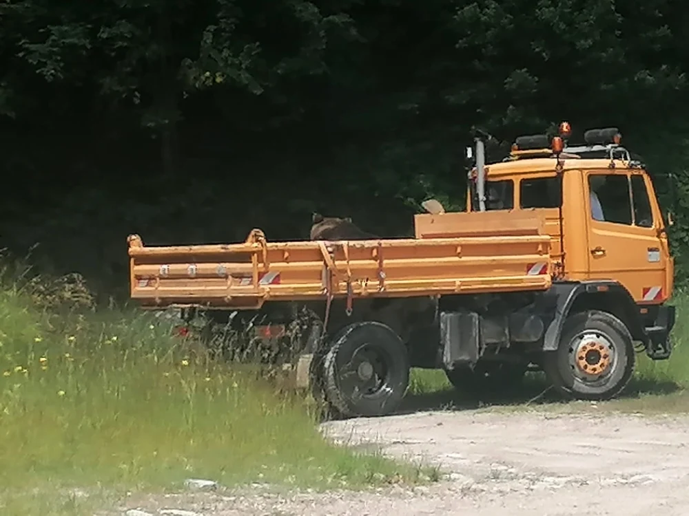 Ursul a fost mutat la o distanţă de 90 de kilometri
