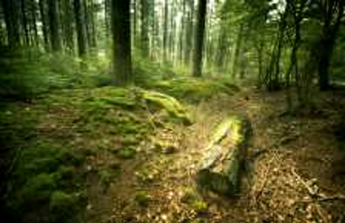 Cea mai întinsă zonă verde din Timișoara are 723 de hectare