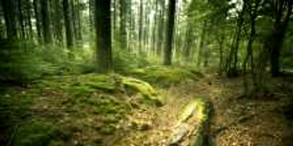 Cea mai întinsă zonă verde din Timișoara are 723 de hectare