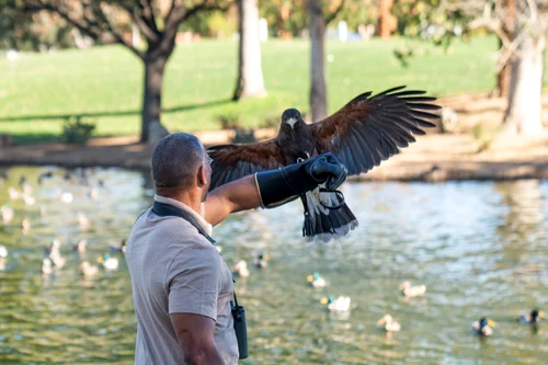 Christian Cooper prezintă seria „Extraordinary Birder“ („Observatorul de păsări“)